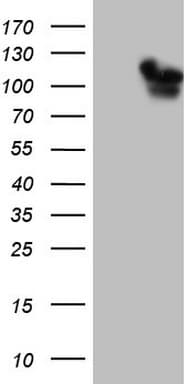 RAB11FIP4 / RAB11-FIP4 Antibody (aa91-177, clone OTI4C9, Carrier-free)