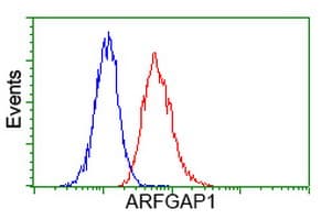 ARFGAP1 Antibody (clone OTI2C6)