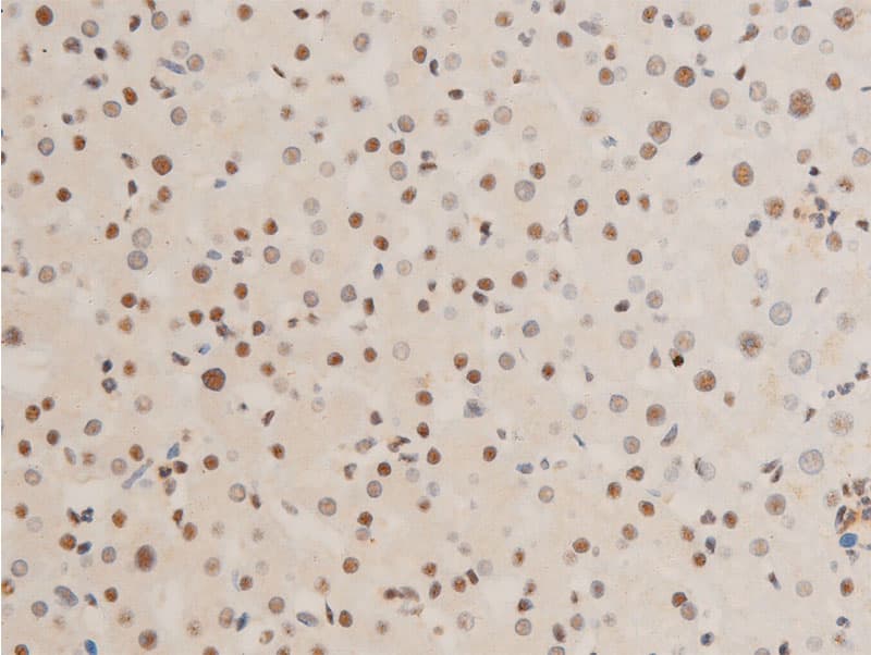 JUN / c-Jun Antibody (phospho-Thr239)