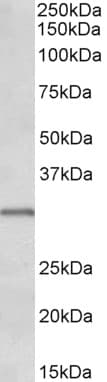 IHC-plus™ Polyclonal Goat anti-Human IGFBP1 Antibody (aa238-252, IHC, WB)