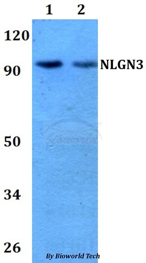 NLGN3 / Neuroligin 3 Antibody