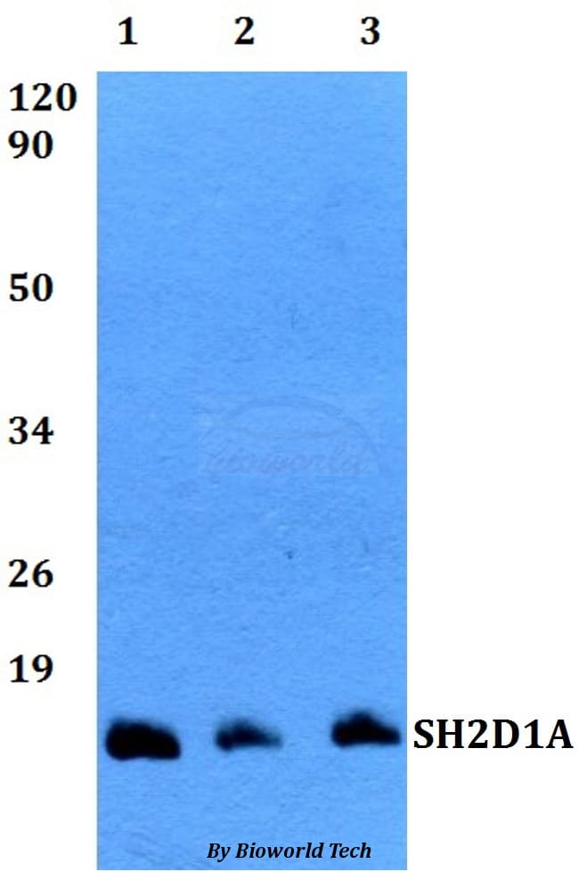 Polyclonal Rabbit anti-Human SH2D1A / SAP Antibody (WB)