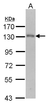 USP15 Antibody (aa920-981)