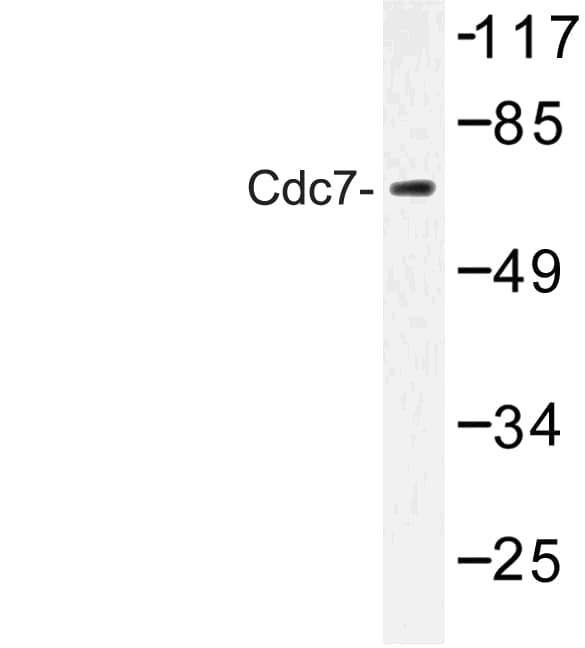 CDC7 Antibody (Phe35)