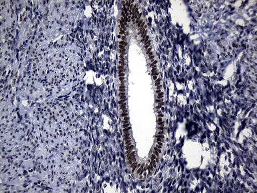 RPAIN Antibody (clone OTI6A7, Carrier-free)