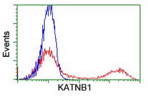 KATNB1 Antibody (clone OTI5F9)