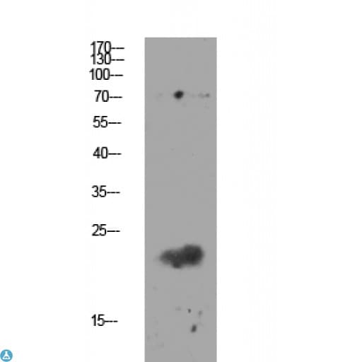 Polyclonal Rabbit anti-Human CLDN11 / Claudin 11 Antibody (WB)