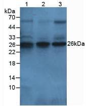 F3 / CD142 / Tissue factor Antibody (aa33-292)
