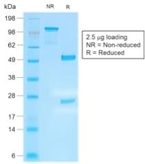 IGHG4 Antibody (clone IGHG4/2042R)