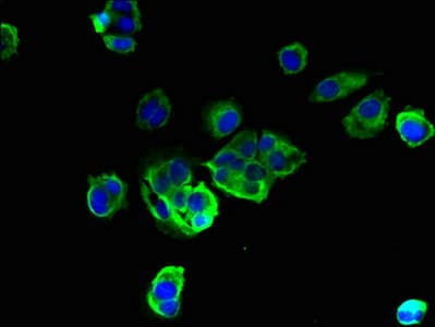 TMEM256 / C17orf61 Antibody