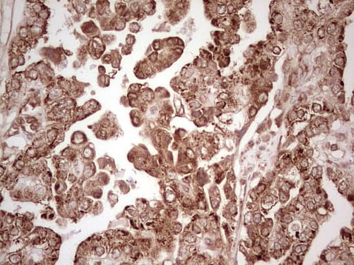 WIBG Antibody (clone OTI5E2, Carrier-free)