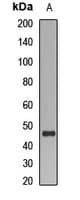 CRTAP Antibody