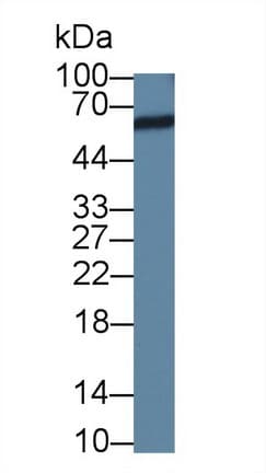 NARS Antibody (APC)