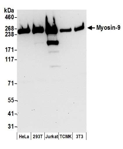 MYH9 Antibody (aa1900-1950)