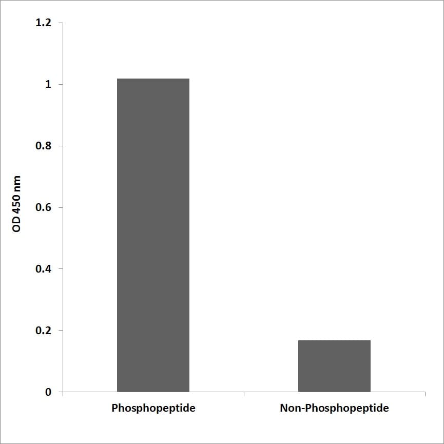 SYN1 / Synapsin 1 Antibody (phospho-Ser553)