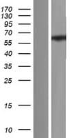 ZNF75 / ZNF75D Protein (Over-Expression Lysate Myc-DDK (Flag))