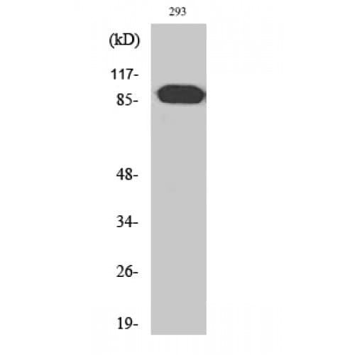 ARHGEF19 / WGEF Antibody (220-300 aa, Internal)