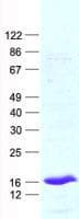 Human PDE6D / PDE6 Delta Protein (Recombinant His, N-Terminal)