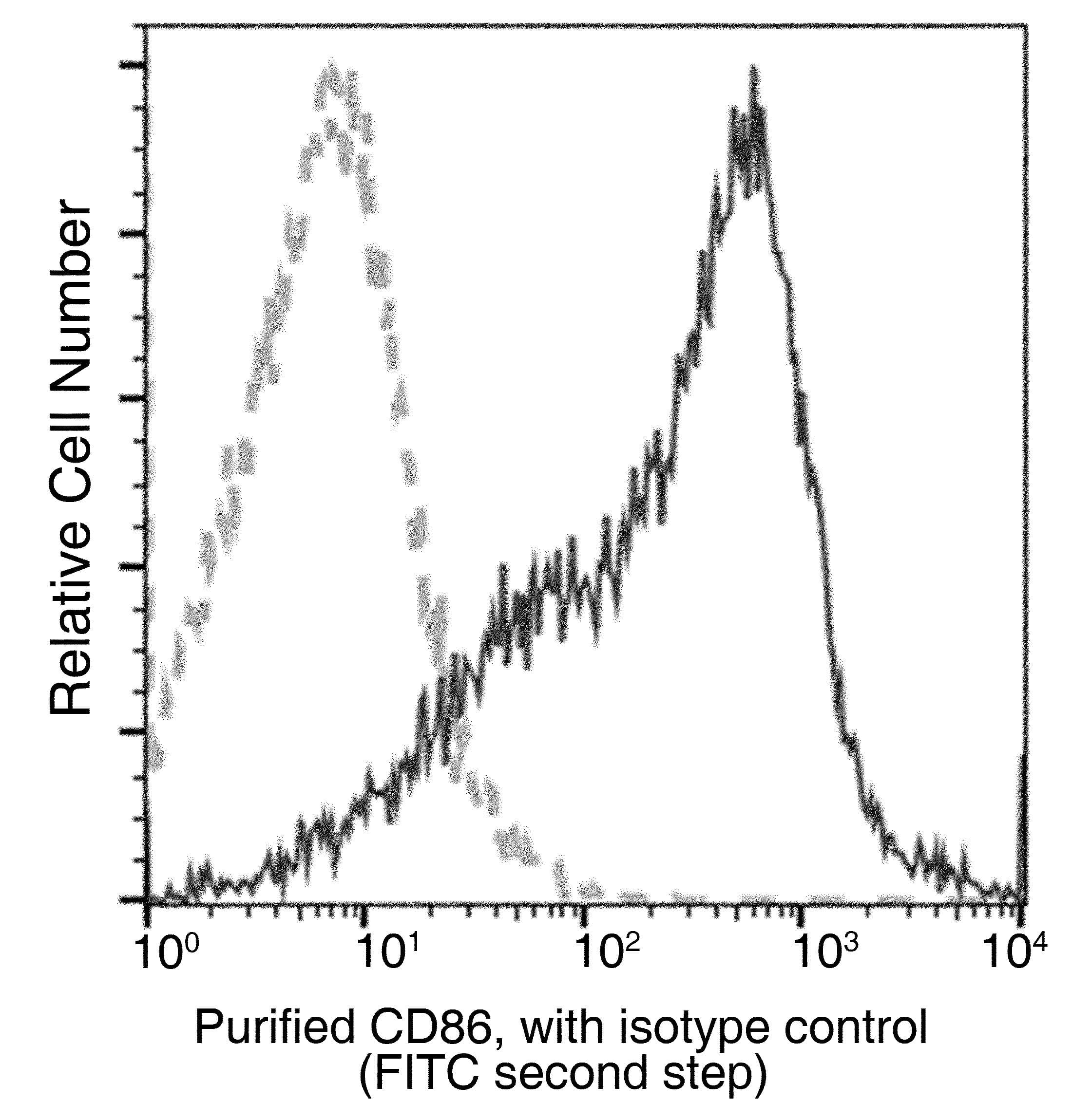 CD86 Antibody (clone 10, Preservative Free)
