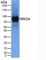 LOXL2 Antibody (aa53-160)