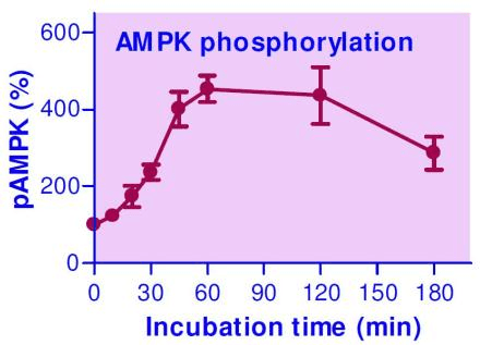 AMPK Phosphorylation Assay Kit (Fluorometric)