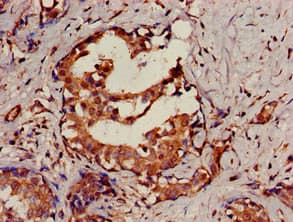 SENP2 Antibody