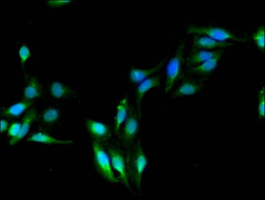 ADH5 Antibody