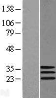 DNAJC30 Protein (Over-Expression Lysate Myc-DDK (Flag))