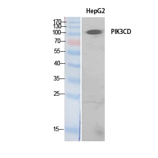 PIK3CD / PI3K Delta Antibody