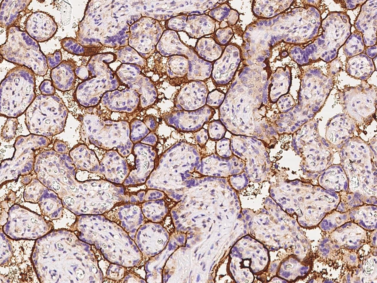 SDC1 / Syndecan 1 / CD138 Antibody (clone 160, Preservative Free)