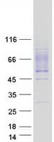 Human GLMP / C1orf85 Protein (Recombinant Myc-DDK (Flag))
