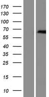 ZDHHC13 / HIP14L Protein (Over-Expression Lysate Myc-DDK (Flag))