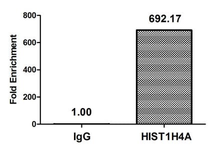 HIST1H4I Antibody