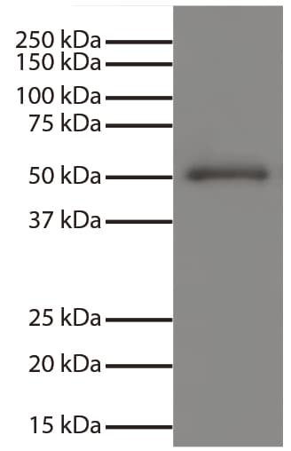 Anti-Human IgG Secondary Antibody (Azide-free, Low Endotoxin)