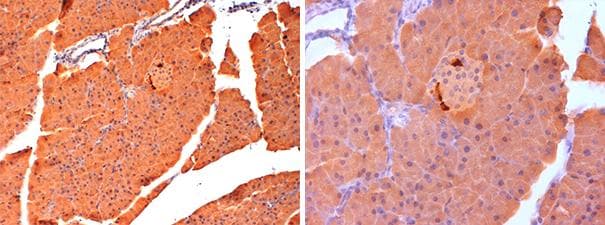 GCG / Glucagon Antibody