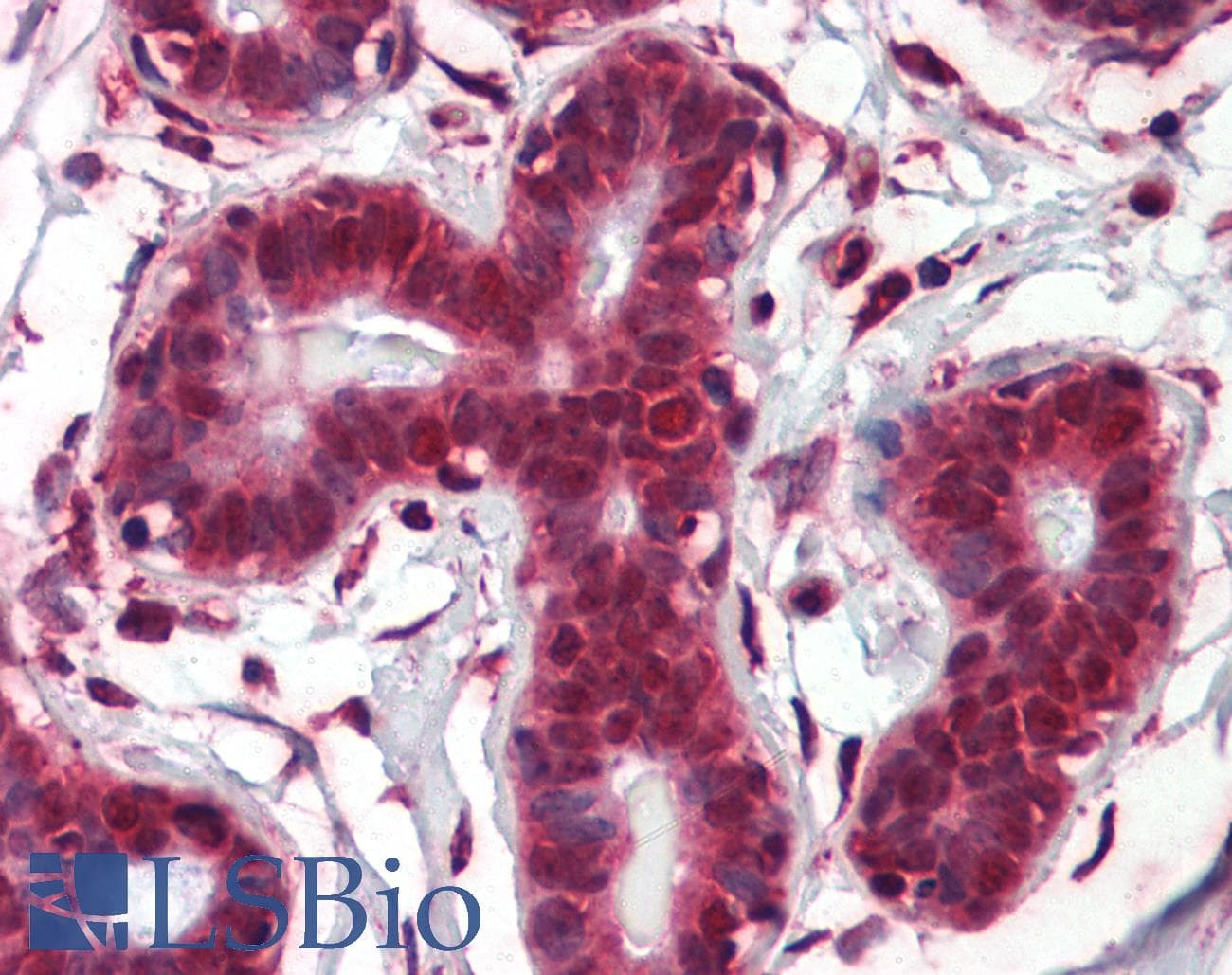 NOTCH4 Antibody (aa371-420)