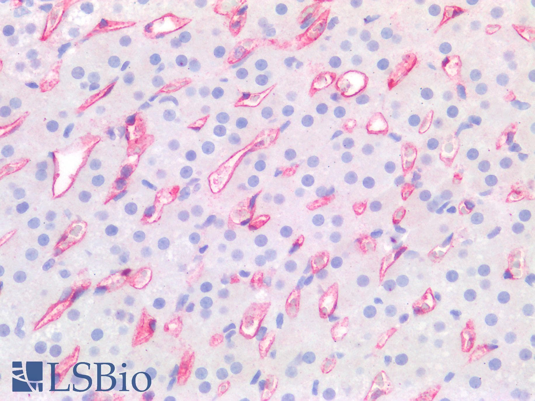 PathPlus™ CD34 Antibody