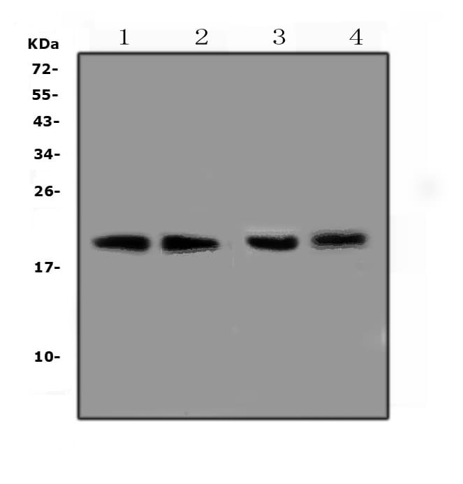 TNFRSF17 / BCMA Antibody