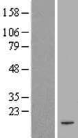 PAIP2 Protein (Over-Expression Lysate Myc-DDK (Flag))