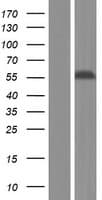 Human UPF3A / UPF3 Protein (Over-Expression Lysate Myc-DDK (Flag))