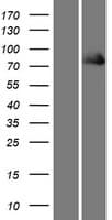 FERMT1 / Kindlin Protein (Over-Expression Lysate Myc-DDK (Flag))