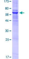 Human PTPRF Protein (Recombinant GST)