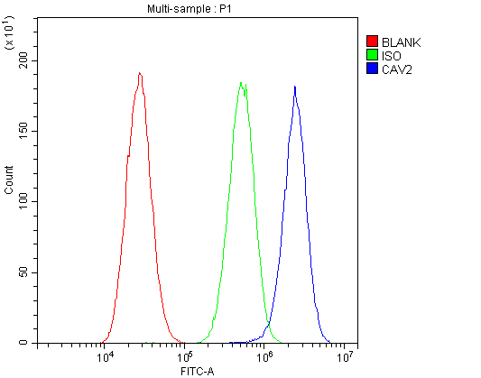 CAV2 / Caveolin 2 Antibody (aa1-162)