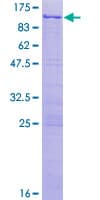 Human NKRF / NRF Protein (Recombinant GST)