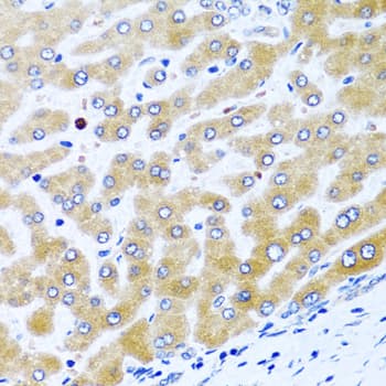 CCL21 / SLC Antibody
