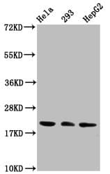 Polyclonal Rabbit anti-Human HIST1H1C Antibody (WB)