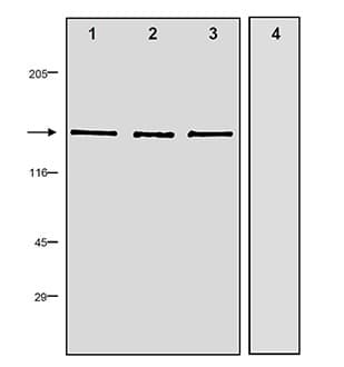 NOS1 / nNOS Antibody