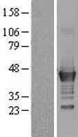 LMCD1 Protein (Over-Expression Lysate Myc-DDK (Flag))