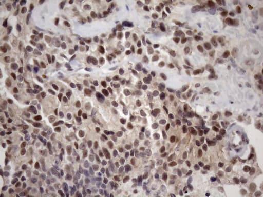 ZC3H8 Antibody (clone OTI4H5)