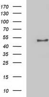 Monoclonal Mouse anti-Human NECAB1 Antibody (clone OTI2H5, WB)
